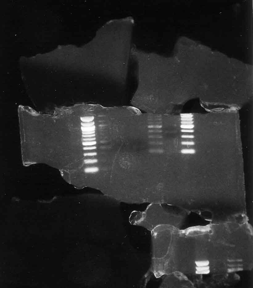 Black-and-white photo of a cracked DNA gel electrophoresis slab showing glowing bands of separated genetic material